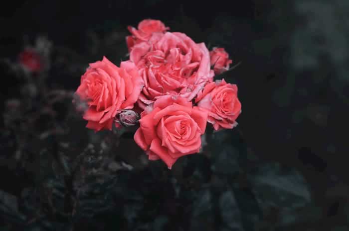 女人对你有没有兴趣，请她吃顿饭就能看出来_情感
