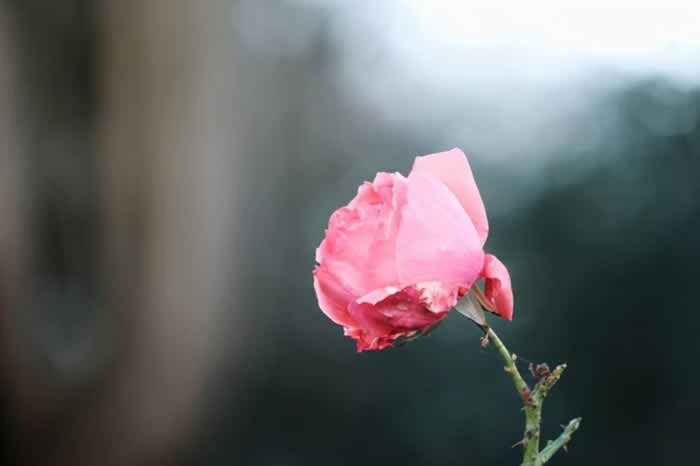 被背叛后，你要学会一种人生“智慧”，接受过去，让过去成为过去_情感